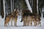 Wolfskonzert im Schnee