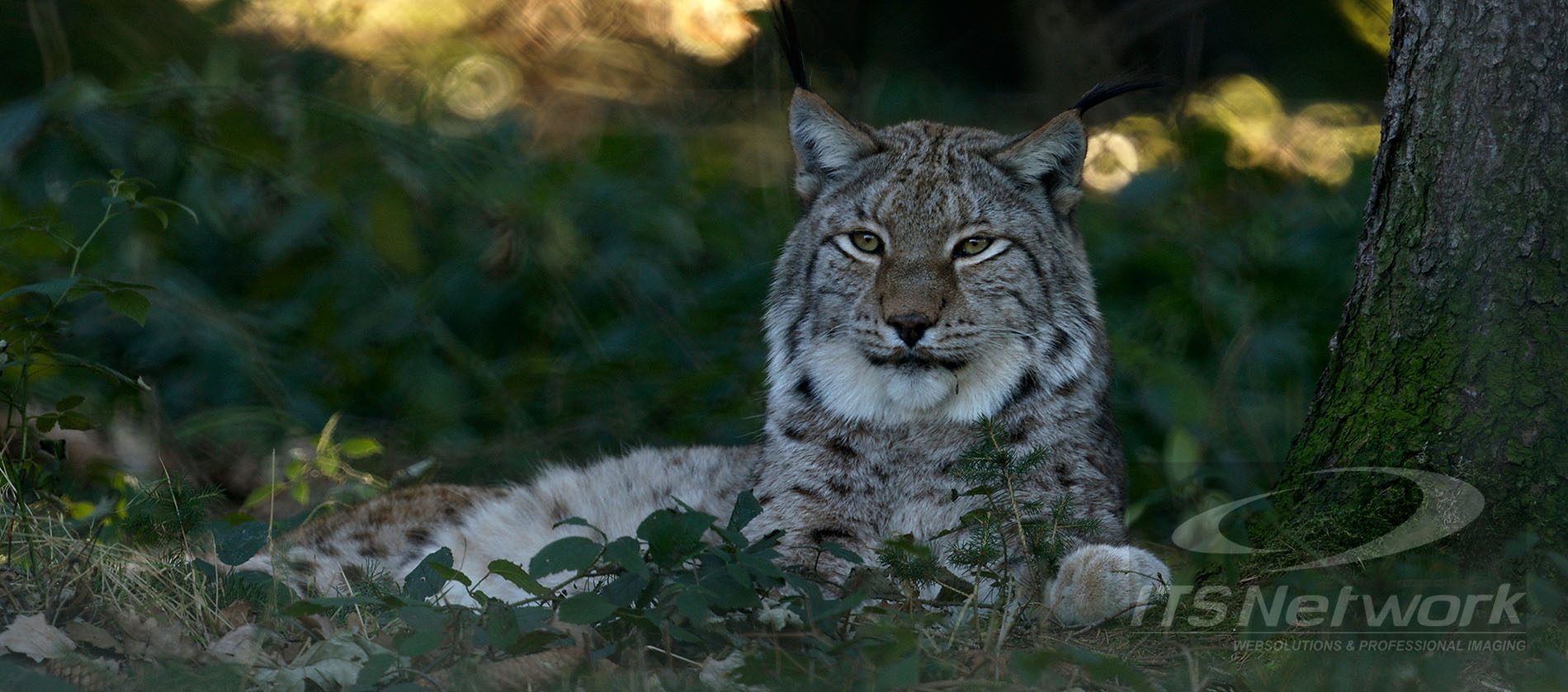 Luchs im Schatten