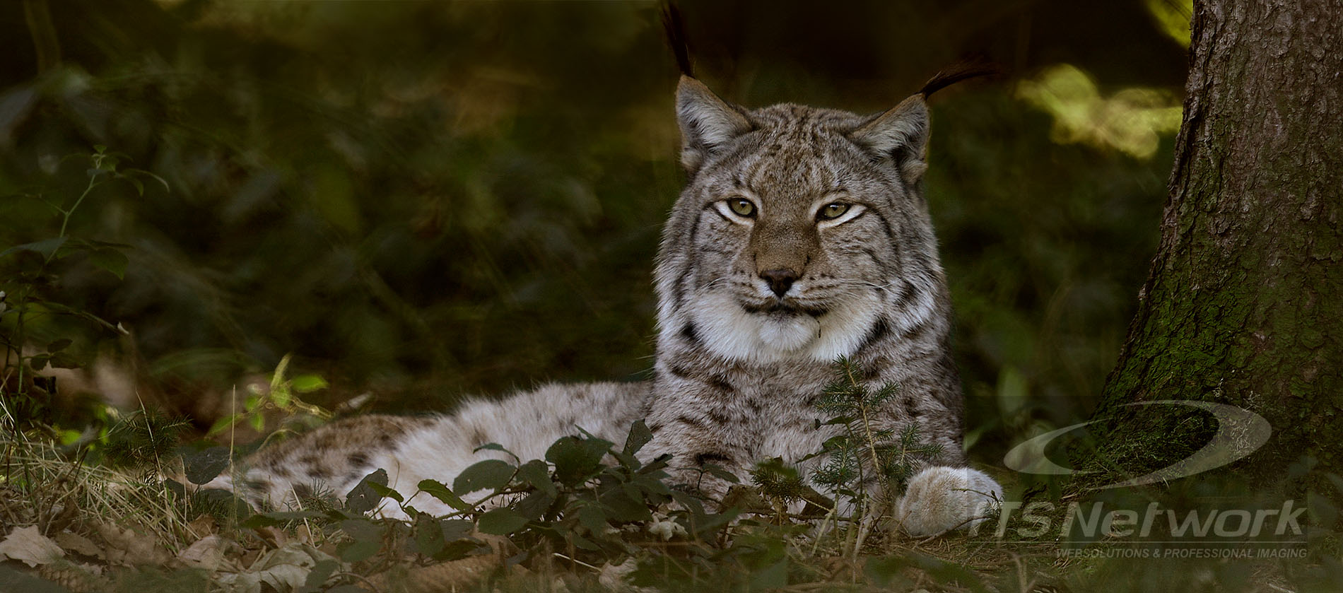 Luchs im Schatten